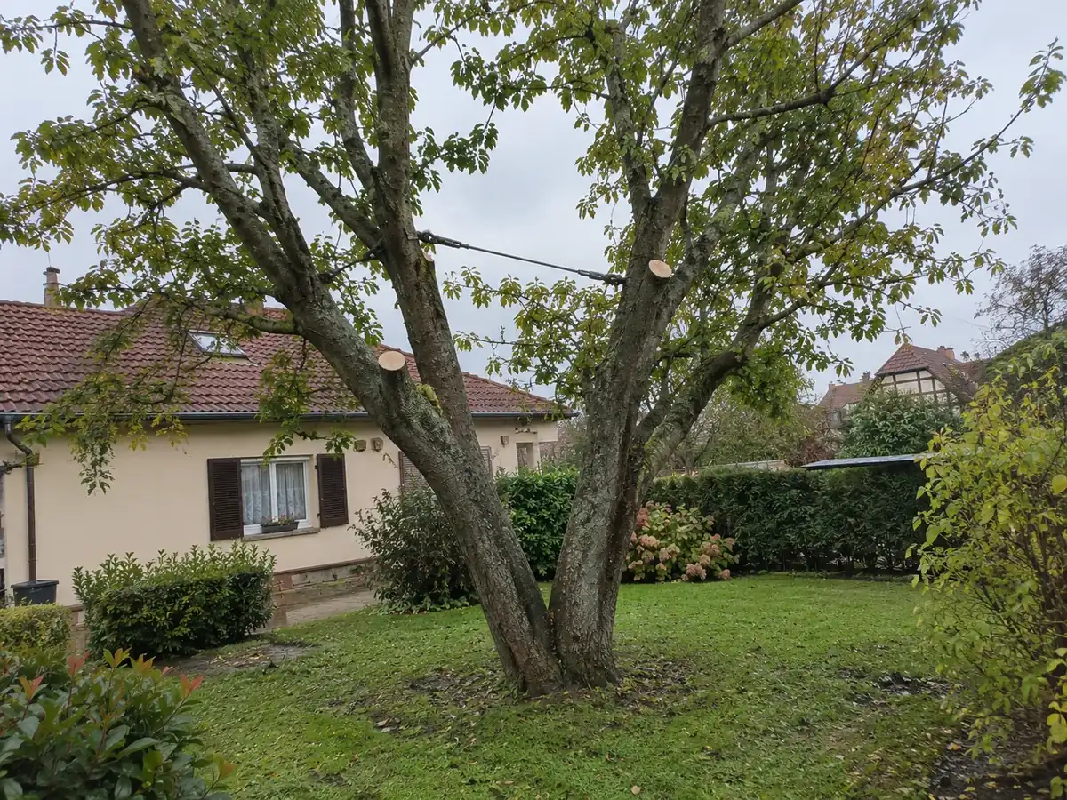 Grand tilleul à plusieurs troncs consolidé par un câble de haubanage, branches allégées et coupes fraîches
